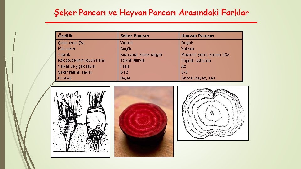 Şeker Pancarı ve Hayvan Pancarı Arasındaki Farklar Özellik Şeker Pancarı Hayvan Pancarı Şeker oranı