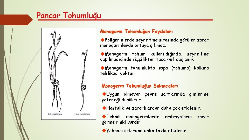 Pancar Tohumluğu Monogerm Tohumluğun Faydaları u. Poligermlerde seyreltme sırasında görülen zarar monogermlerde ortaya çıkmaz.