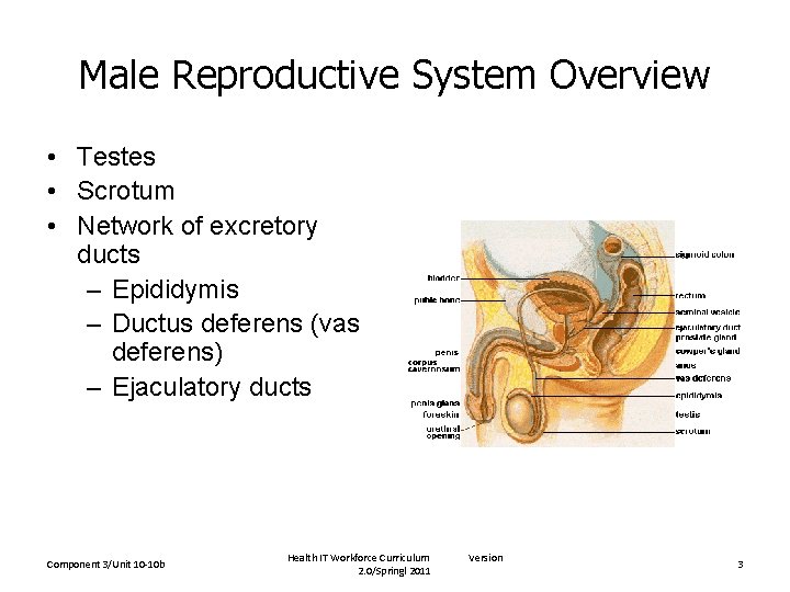 Male Reproductive System Overview • Testes • Scrotum • Network of excretory ducts –