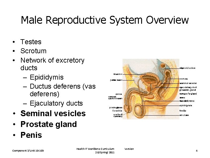 Male Reproductive System Overview • Testes • Scrotum • Network of excretory ducts –