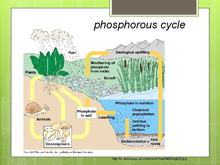 phosphorous cycle http: //io. uwinnipeg. ca/~simmons/Chap 5498/img 025. jpg phosphorous cycle http: //io. uwinnipeg. ca/~simmons/Chap 5498/img 025. jpg