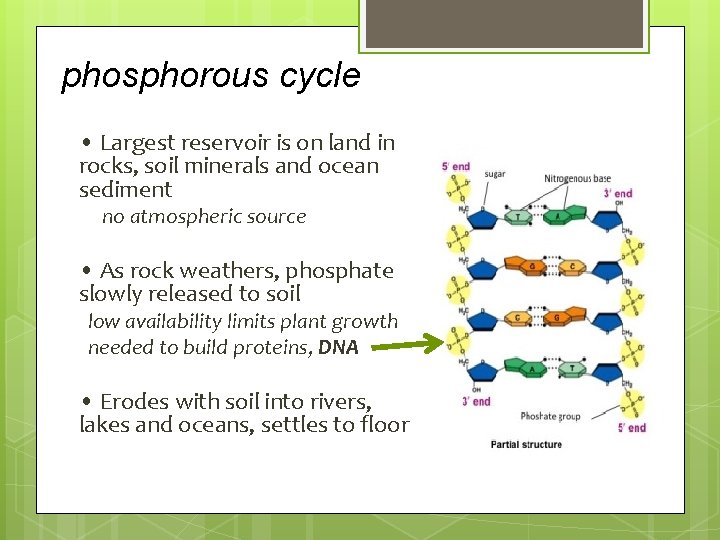 phosphorous cycle • Largest reservoir is on land in rocks, soil minerals and ocean phosphorous cycle • Largest reservoir is on land in rocks, soil minerals and ocean