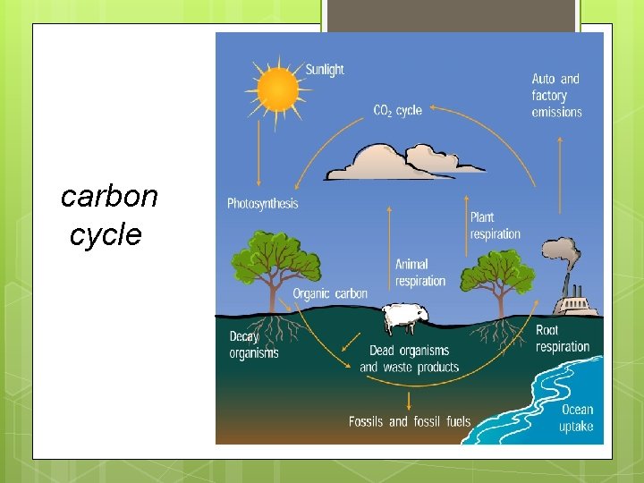 carbon cycle carbon cycle