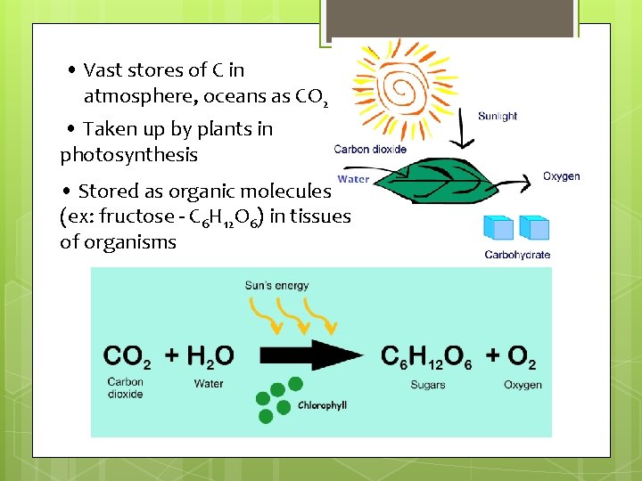 • Vast stores of C in atmosphere, oceans as CO 2 • Taken • Vast stores of C in atmosphere, oceans as CO 2 • Taken