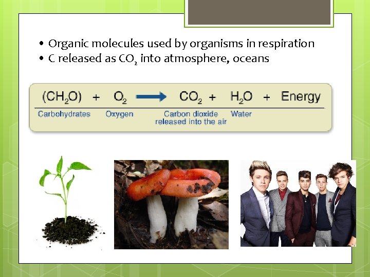 • Organic molecules used by organisms in respiration • C released as CO • Organic molecules used by organisms in respiration • C released as CO