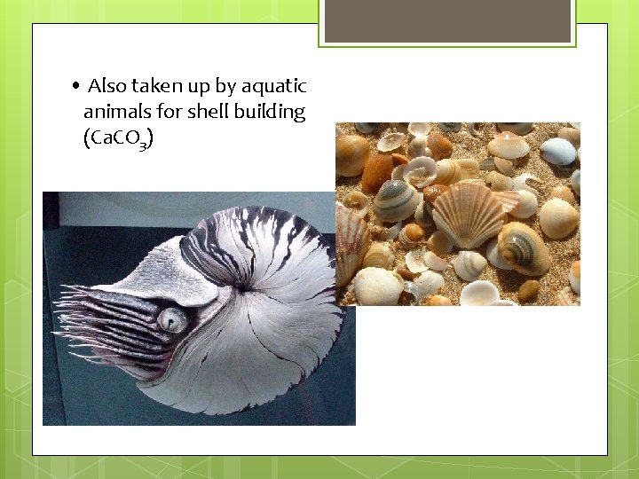 • Also taken up by aquatic animals for shell building (Ca. CO 3) • Also taken up by aquatic animals for shell building (Ca. CO 3)