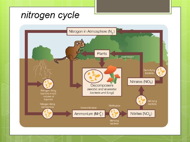 nitrogen cycle nitrogen cycle