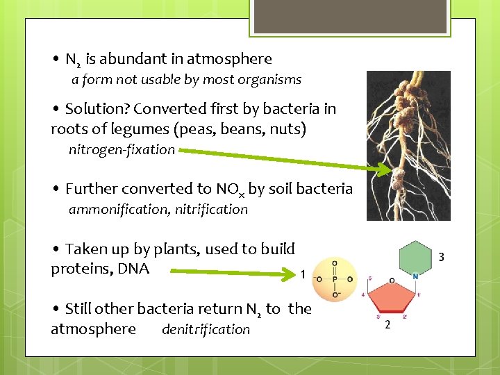 • N 2 is abundant in atmosphere a form not usable by most • N 2 is abundant in atmosphere a form not usable by most