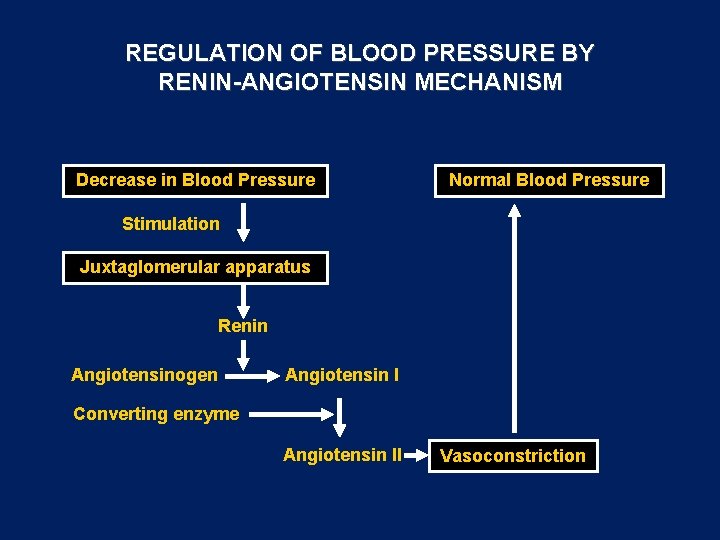 REGULATION OF BLOOD PRESSURE BY RENIN-ANGIOTENSIN MECHANISM Decrease in Blood Pressure Normal Blood Pressure