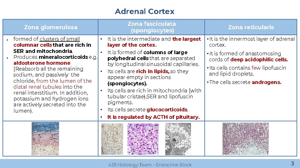 Adrenal Cortex Zona fasciculata (spongiocytes) Zona glomerulosa ● ● formed of clusters of small