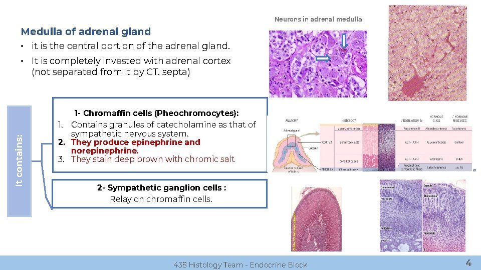 Neurons in adrenal medulla Medulla of adrenal gland • it is the central portion