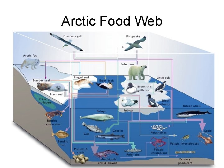 Arctic Food Web 