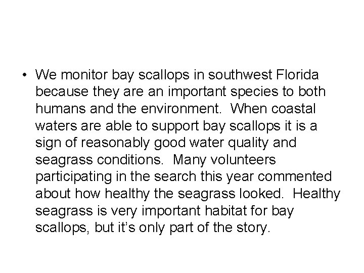  • We monitor bay scallops in southwest Florida because they are an important