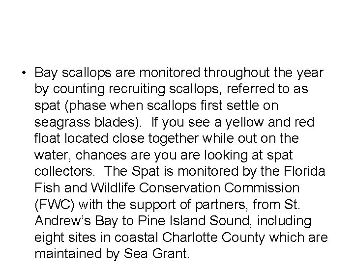  • Bay scallops are monitored throughout the year by counting recruiting scallops, referred