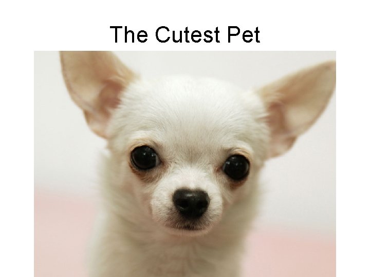 The Cutest Pet 
