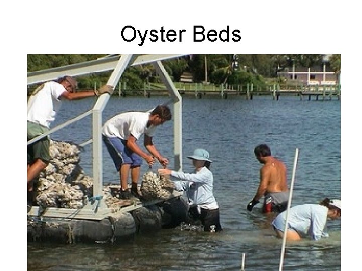 Oyster Beds 