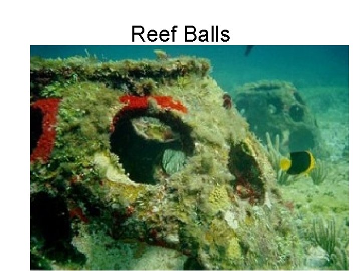Reef Balls 