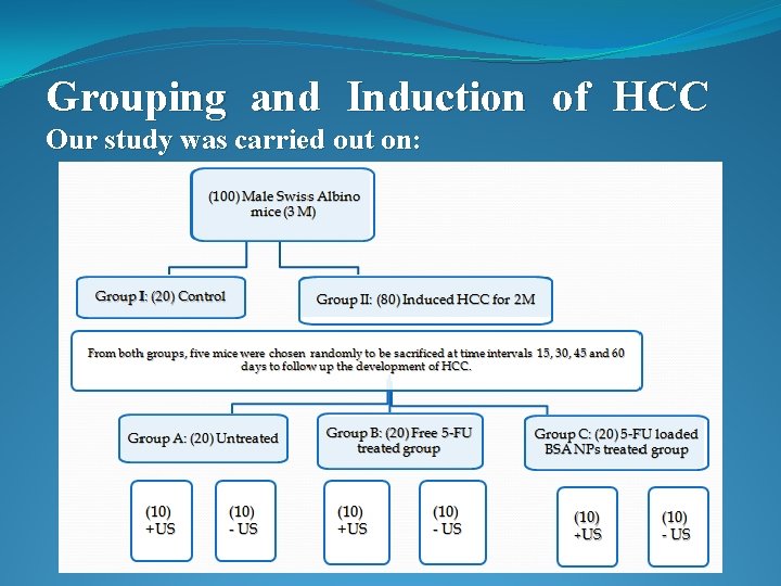 Grouping and Induction of HCC Our study was carried out on: 