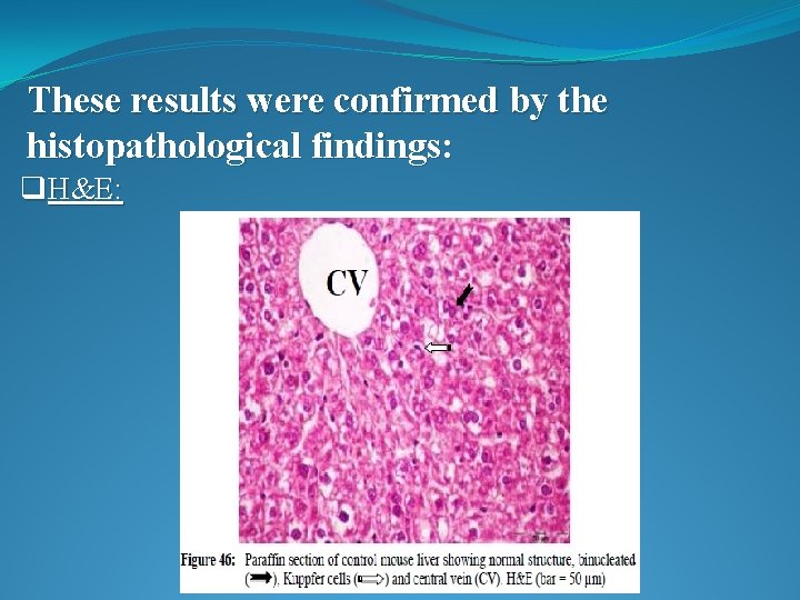 These results were confirmed by the histopathological findings: q. H&E: 