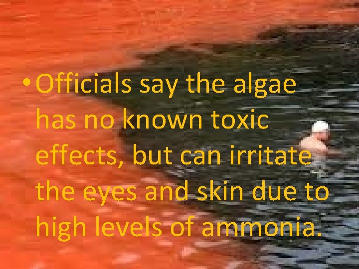  • Officials say the algae has no known toxic effects, but can irritate