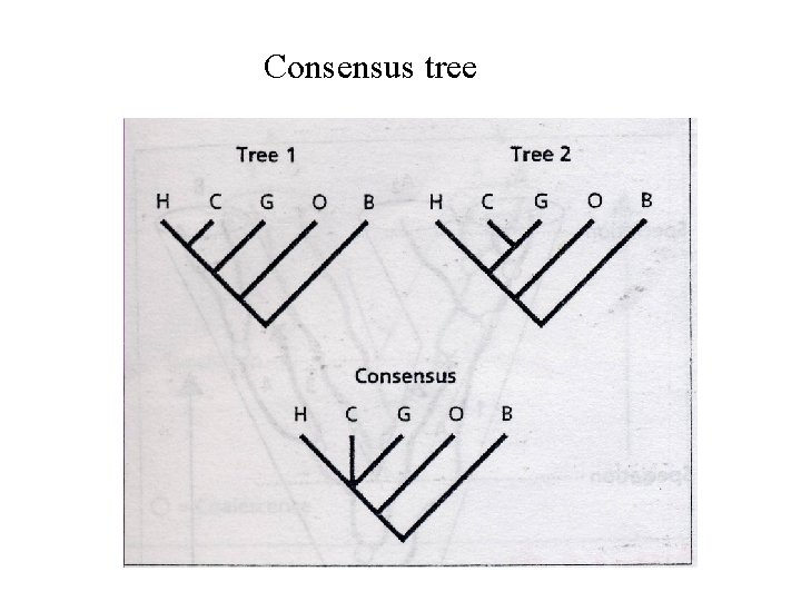Consensus tree Consensus tree