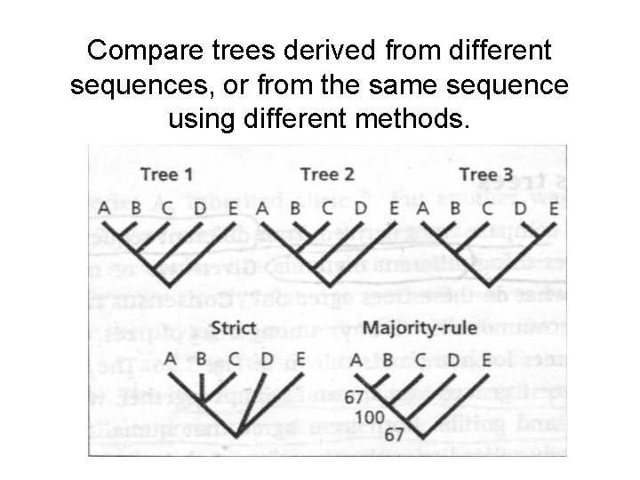 Compare trees derived from different sequences, or from the same sequence using different methods. Compare trees derived from different sequences, or from the same sequence using different methods.