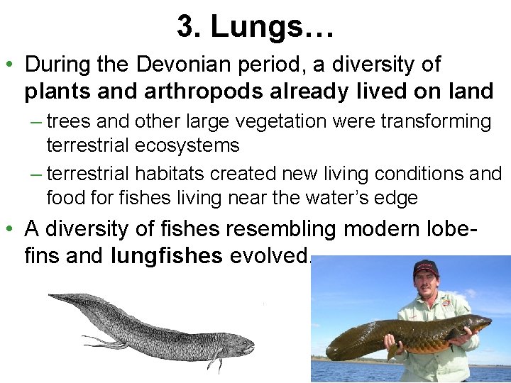 3. Lungs… • During the Devonian period, a diversity of plants and arthropods already
