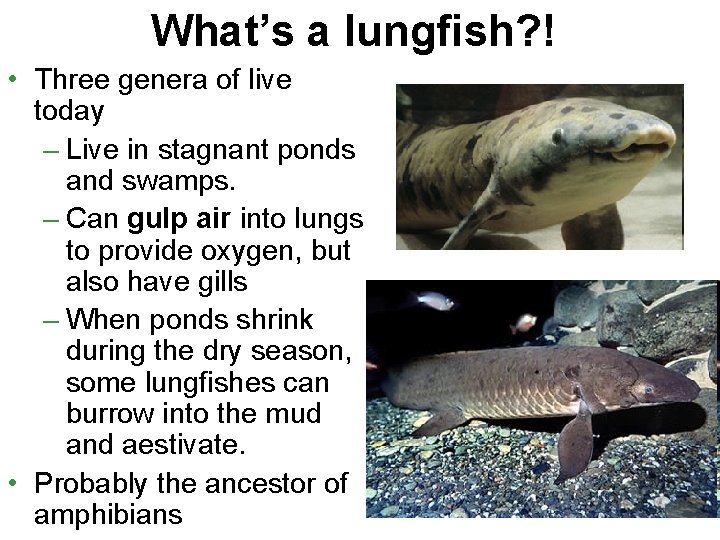 What’s a lungfish? ! • Three genera of live today – Live in stagnant