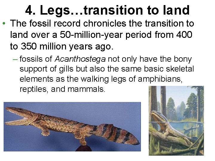 4. Legs…transition to land • The fossil record chronicles the transition to land over