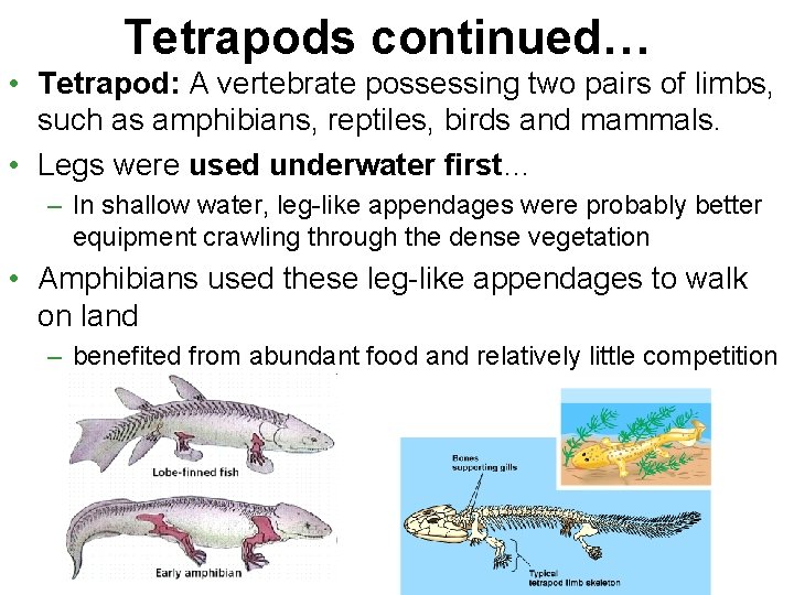 Tetrapods continued… • Tetrapod: A vertebrate possessing two pairs of limbs, such as amphibians,