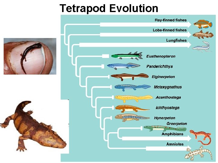 Tetrapod Evolution 