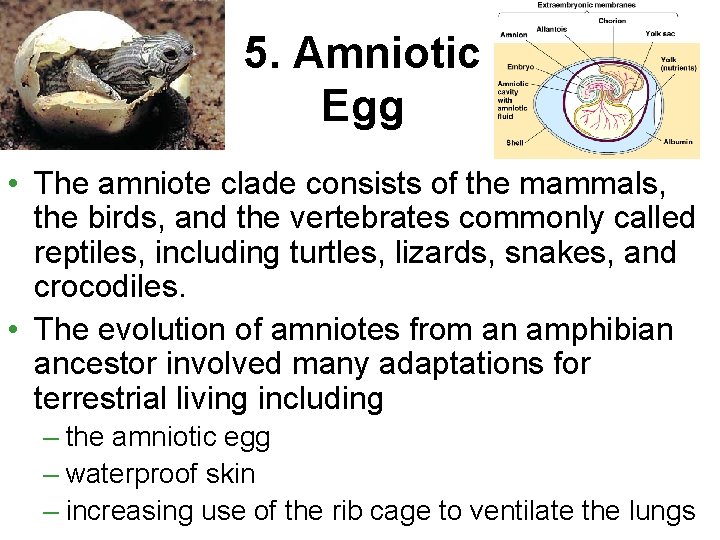 5. Amniotic Egg • The amniote clade consists of the mammals, the birds, and