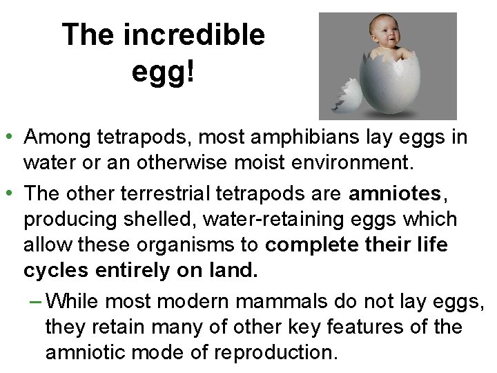 The incredible egg! • Among tetrapods, most amphibians lay eggs in water or an