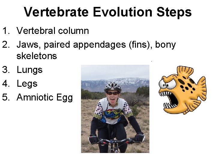 Vertebrate Evolution Steps 1. Vertebral column 2. Jaws, paired appendages (fins), bony skeletons 3.