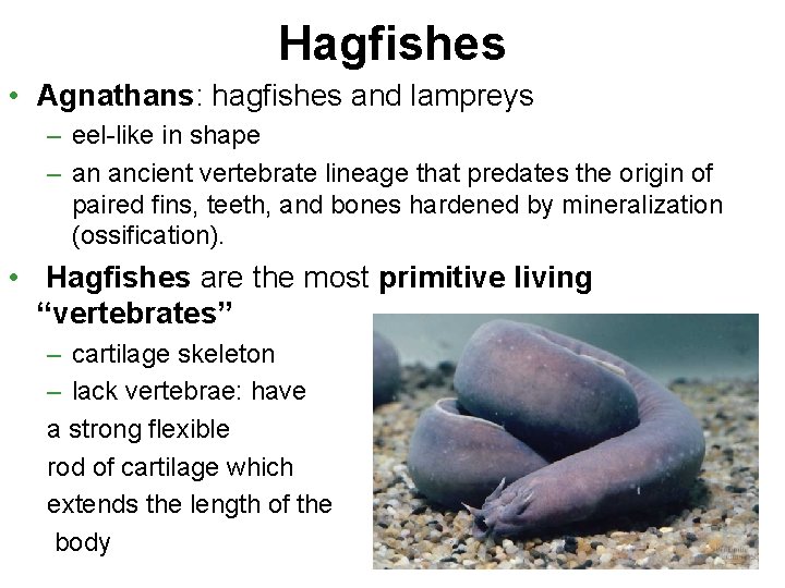 Hagfishes • Agnathans: hagfishes and lampreys – eel-like in shape – an ancient vertebrate