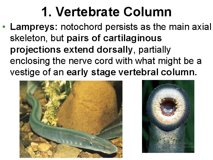 1. Vertebrate Column • Lampreys: notochord persists as the main axial skeleton, but pairs
