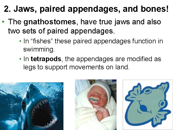 2. Jaws, paired appendages, and bones! • The gnathostomes, have true jaws and also