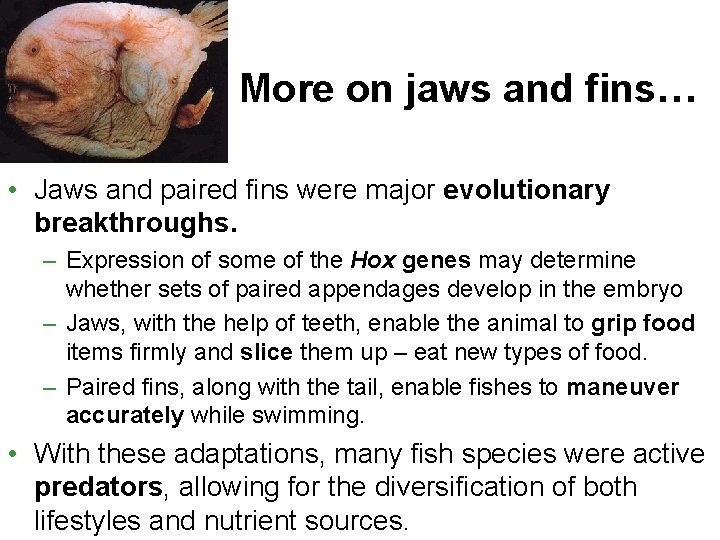 More on jaws and fins… • Jaws and paired fins were major evolutionary breakthroughs.