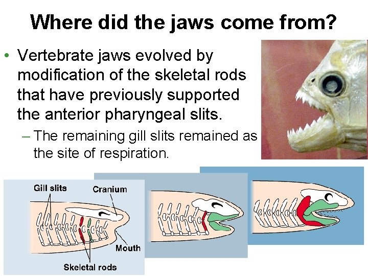 Where did the jaws come from? • Vertebrate jaws evolved by modification of the
