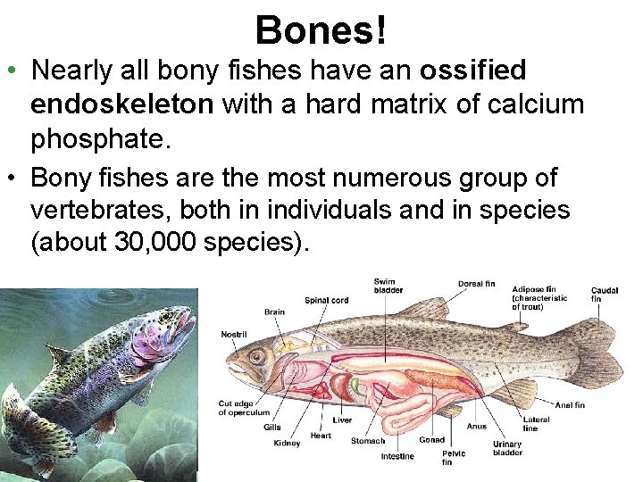 Bones! • Nearly all bony fishes have an ossified endoskeleton with a hard matrix