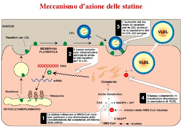 Meccanismo d’azione delle statine 