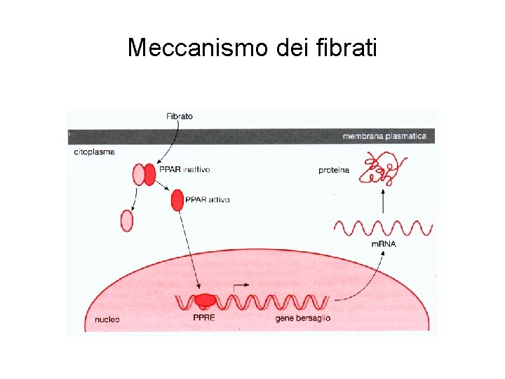 Meccanismo dei fibrati 
