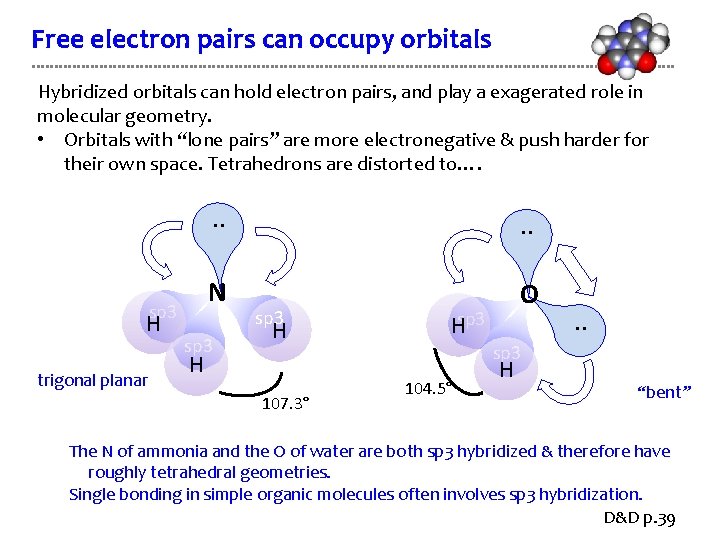 Free electron pairs can occupy orbitals Hybridized orbitals can hold electron pairs, and play