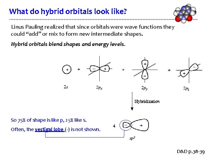 What do hybrid orbitals look like? Linus Pauling realized that since orbitals were wave