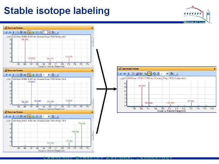 Stable isotope labeling 