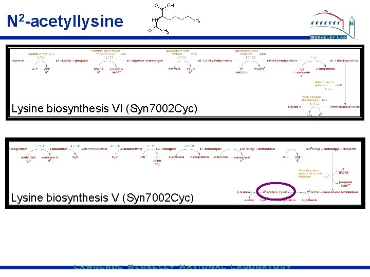 N 2 -acetyllysine Lysine biosynthesis VI (Syn 7002 Cyc) Lysine biosynthesis V (Syn 7002