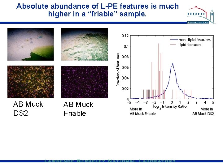 Absolute abundance of L-PE features is much higher in a “friable” sample. AB Muck