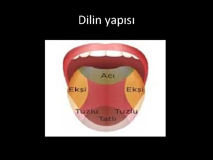 Dilin yapısı 