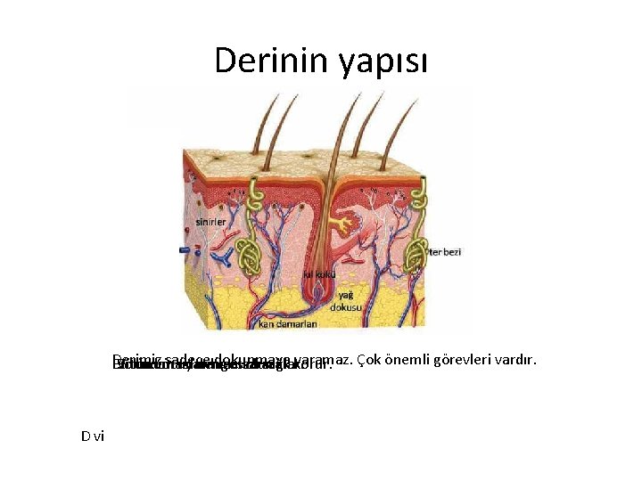 Derinin yapısı Derimiz sadece dokunmaya yaramaz. Çok önemli görevleri vardır. Bütün Vücudun Solunuma vücudumuzu