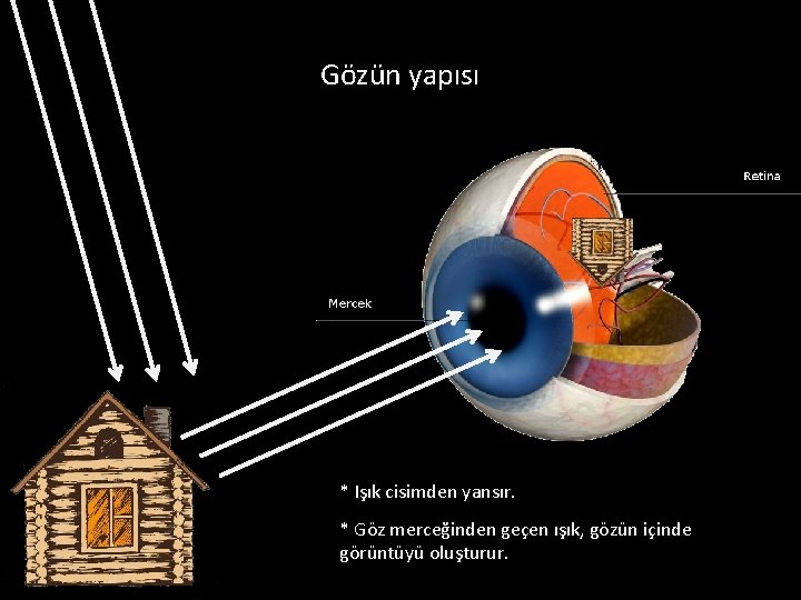 Gözün yapısı * Işık cisimden yansır. * Göz merceğinden geçen ışık, gözün içinde görüntüyü